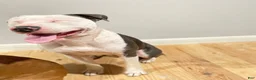 American Staffordshire Terrier dogs for sale: American Staffordshire Terrier 1 - Ad 4