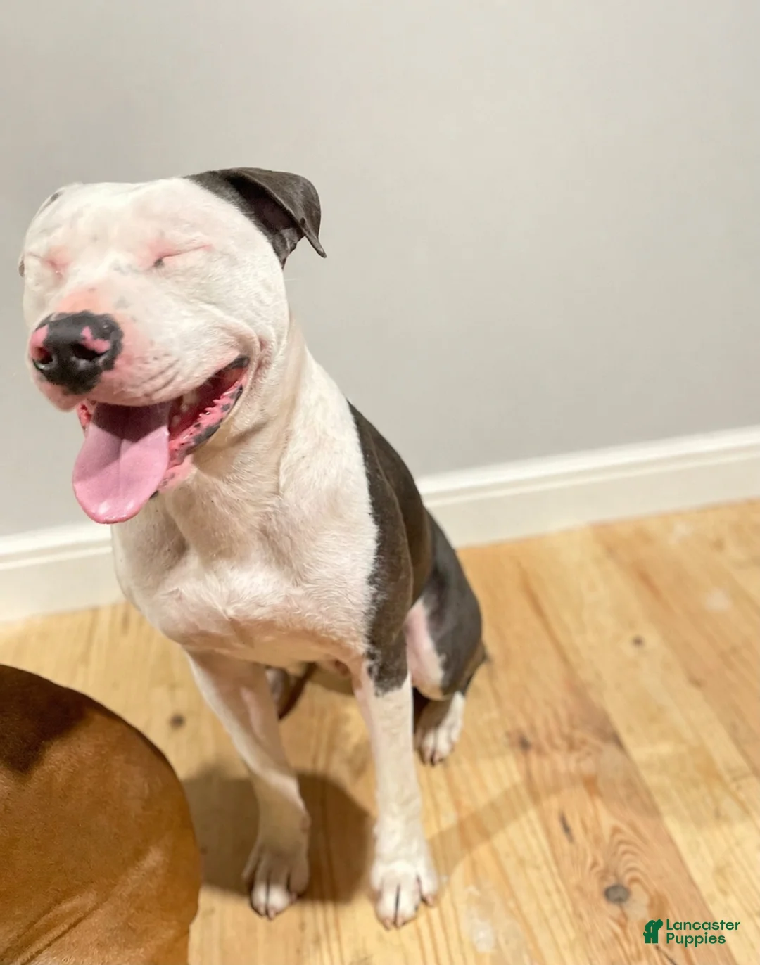 American Staffordshire Terrier dogs for sale: American Staffordshire Terrier 1 - Ad 4