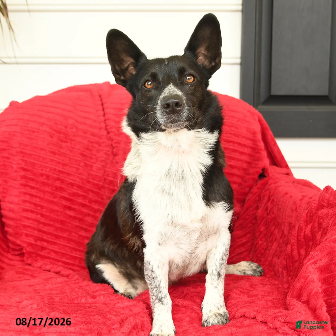 Mixed Breed dogs for sale: Baxter - Ad 4