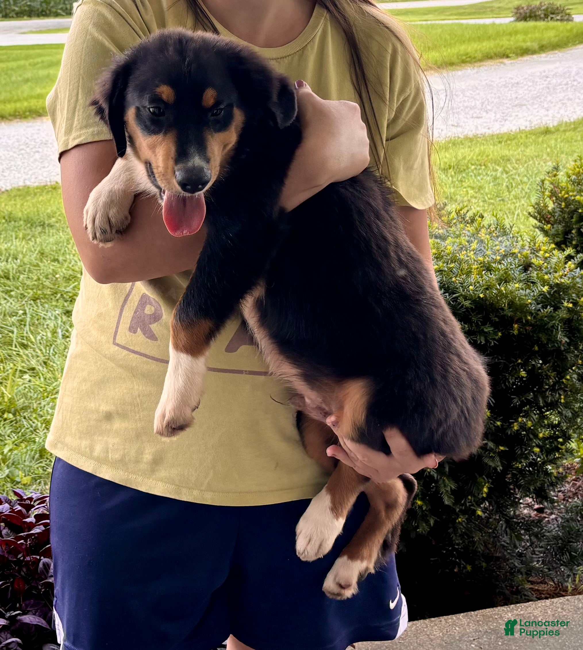 Miniature Australian Shepherd dogs #9 Sam - Ad 2