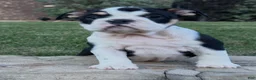 English Bulldog dogs for sale: Gigi - Ad 3