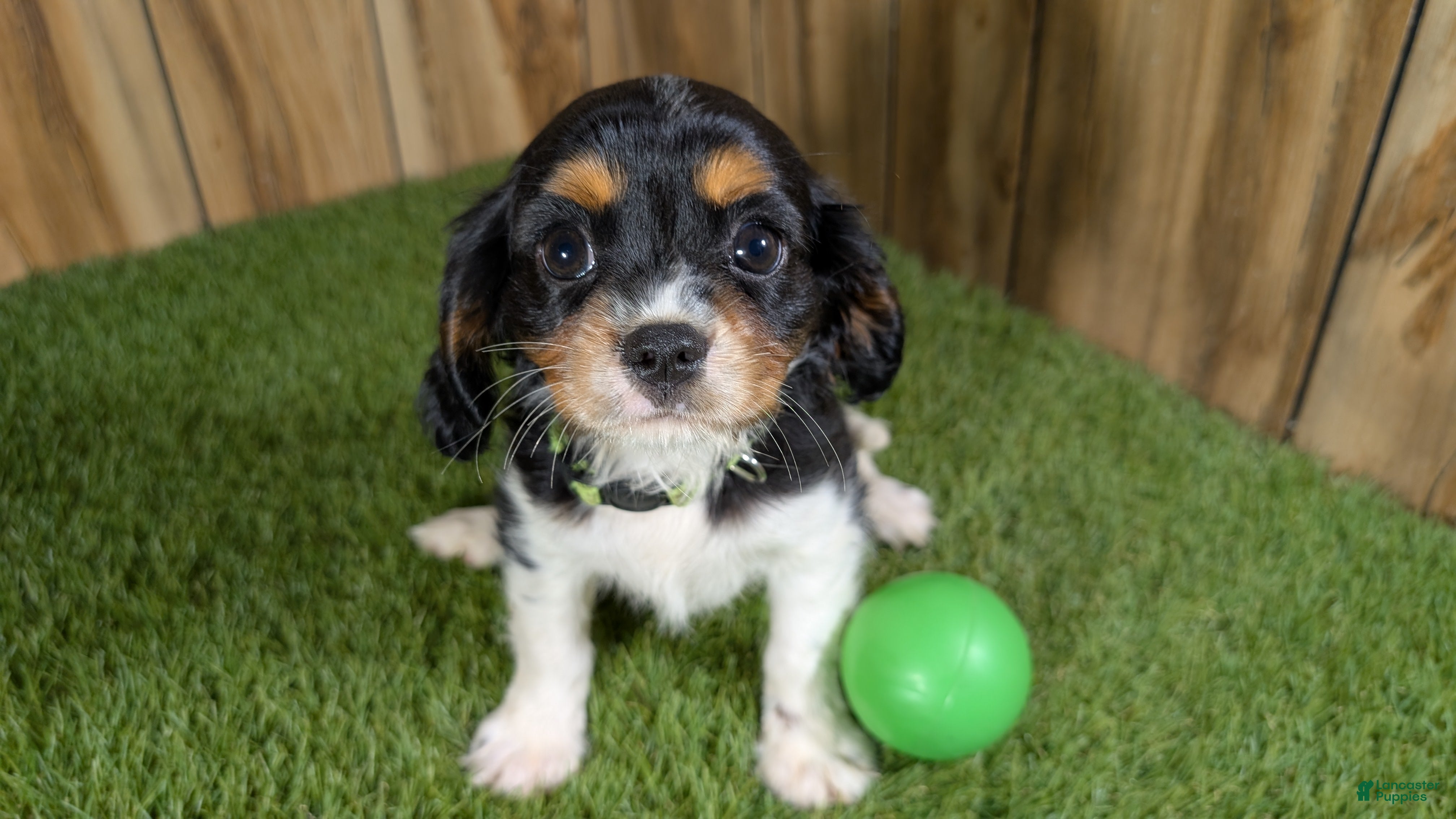 Cavalier King Charles Spaniel dogs Bessie Boy 2 - Ad 2