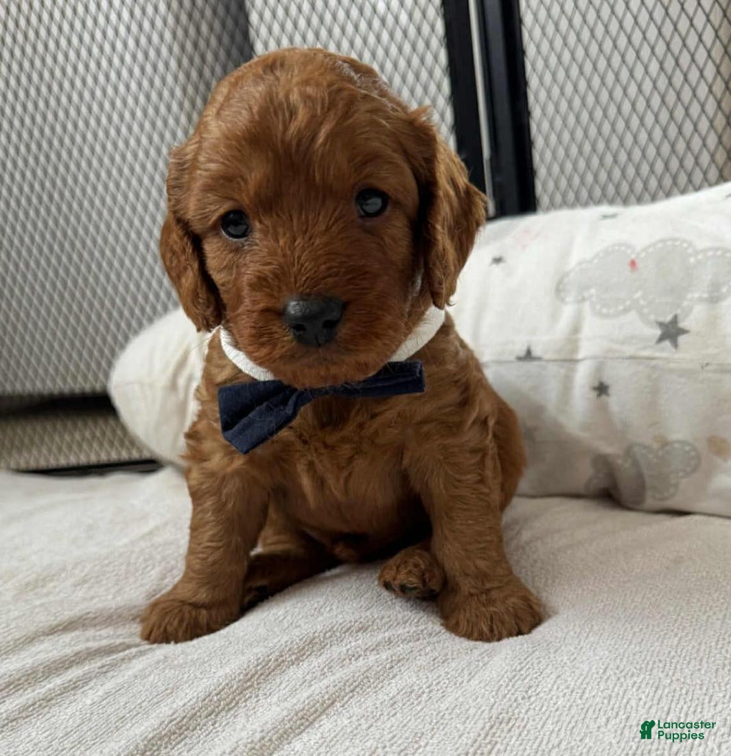 Cavapoo dogs Johnny  - Ad 24