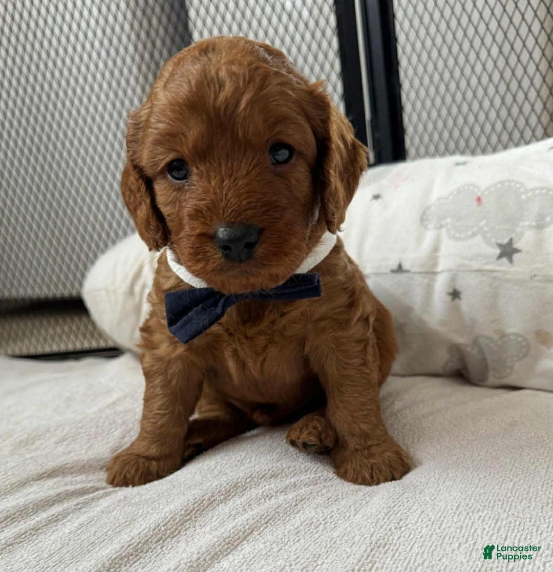 Cavapoo dogs for sale: Johnny  - Ad 1