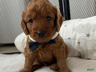 Cavapoo dogs Johnny - Ad 26