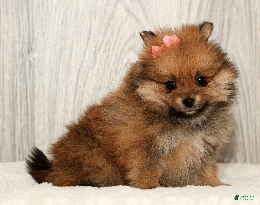 Pomeranian dogs for sale: Winnie - Ad 4