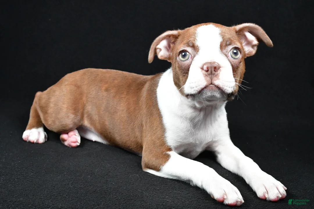 Boston Terrier dogs for sale: Gracie - Ad 1