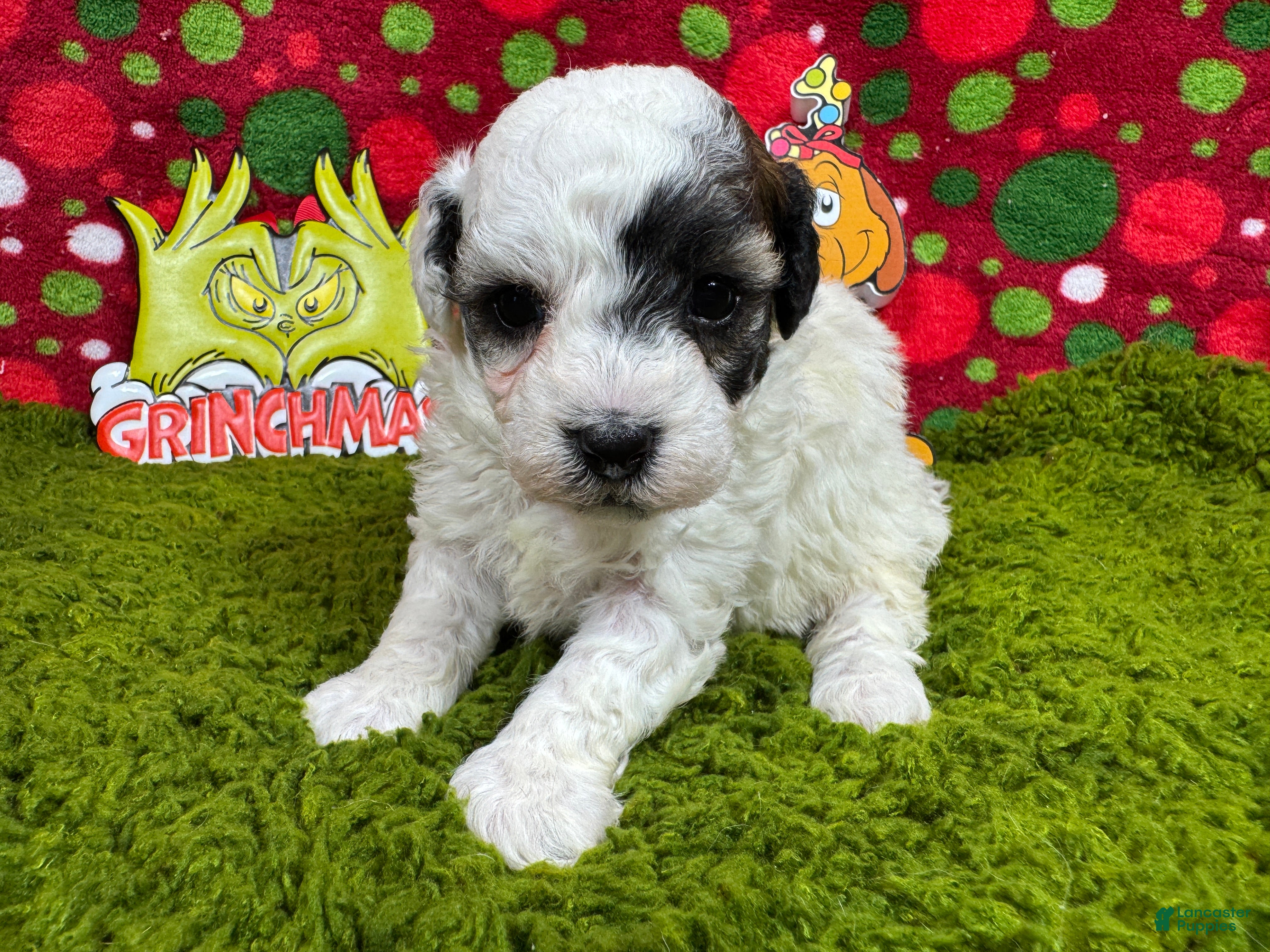 Toy Poodle dogs Toy Poodle Puppy 2 - Ad 26