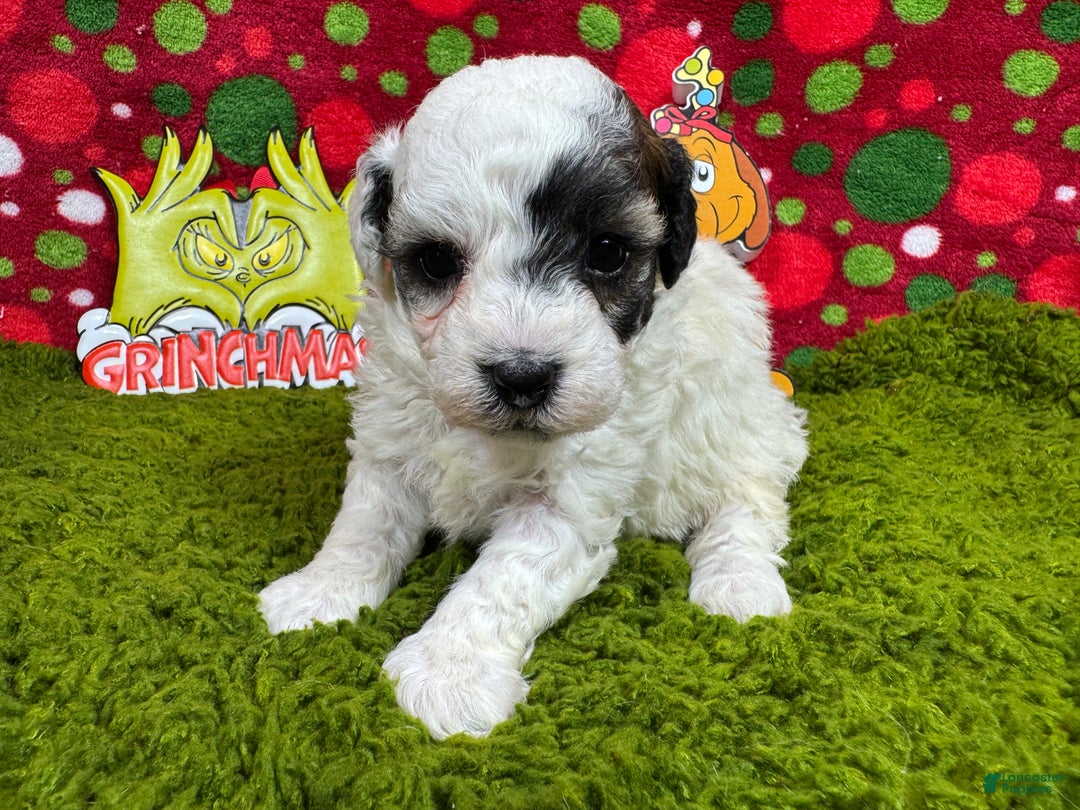 Toy Poodle dogs for sale: Toy Poodle Puppy 2 - Ad 1