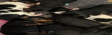 Miniature Dachshund 7