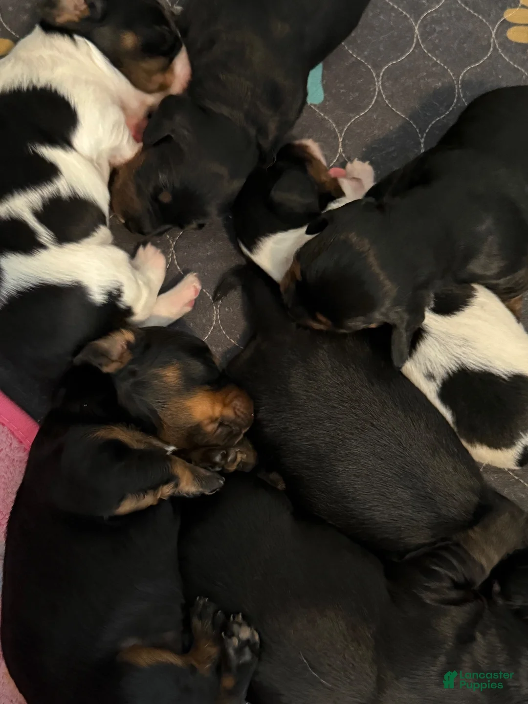 Miniature Dachshund dogs for sale: Miniature Dachshund 7 - Ad 1