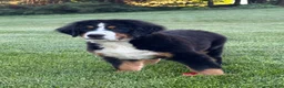 Bernese Mountain Dog dogs for sale: Ollie  - Ad 6
