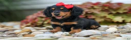 Miniature Dachshund dogs for sale: Tucker 🐶 - Ad 5