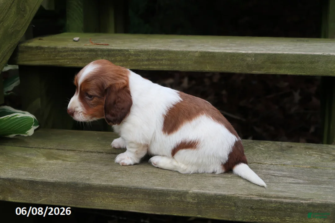Miniature Dachshund dogs for sale: Amy - Ad 2