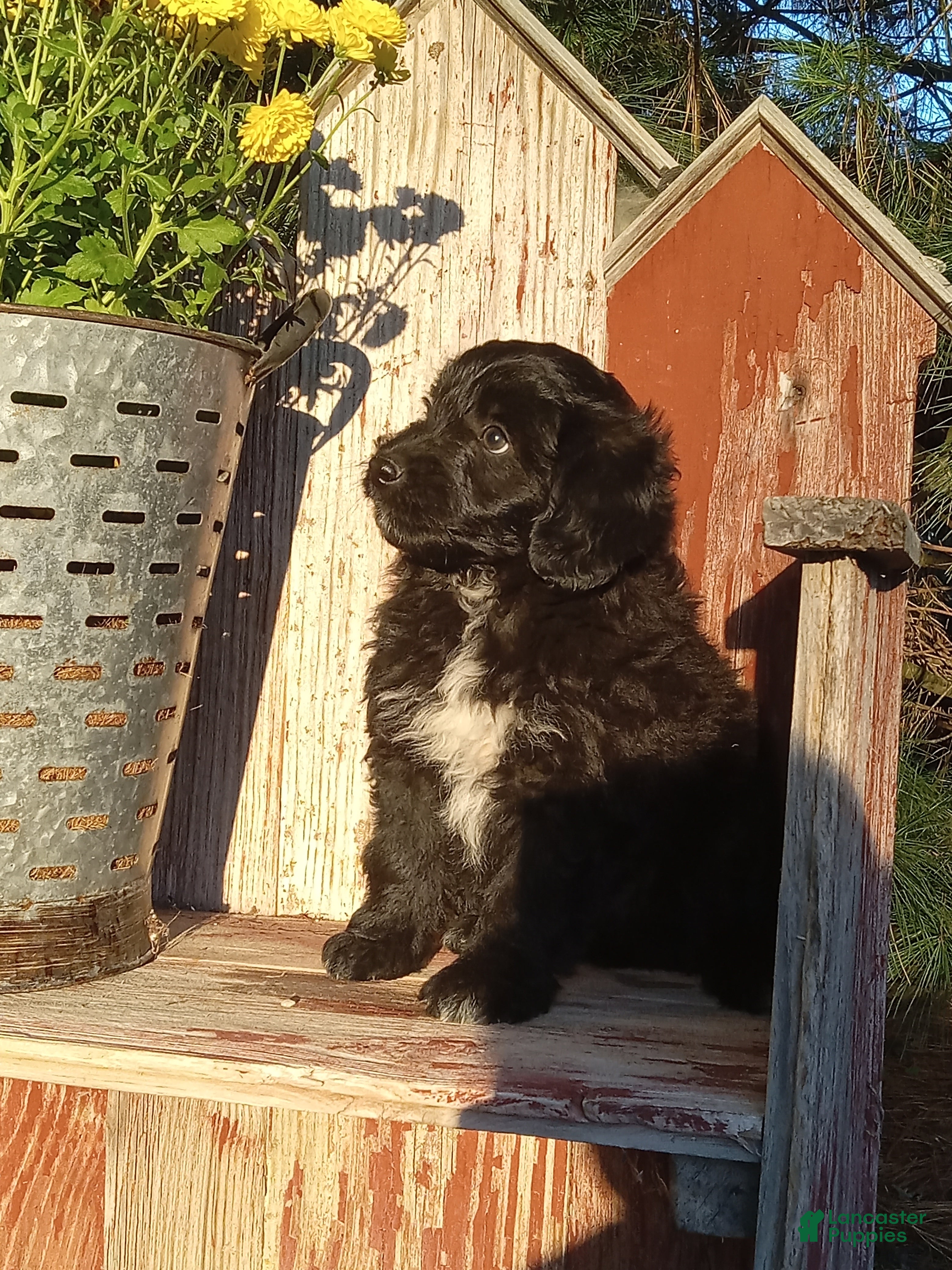 Mini Aussiedoodle dogs for sale: Indigo  - Ad 2