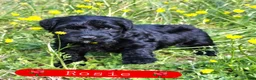 Giant Schnauzer dogs for sale: Giant Schnauzer Rosie - Ad 3