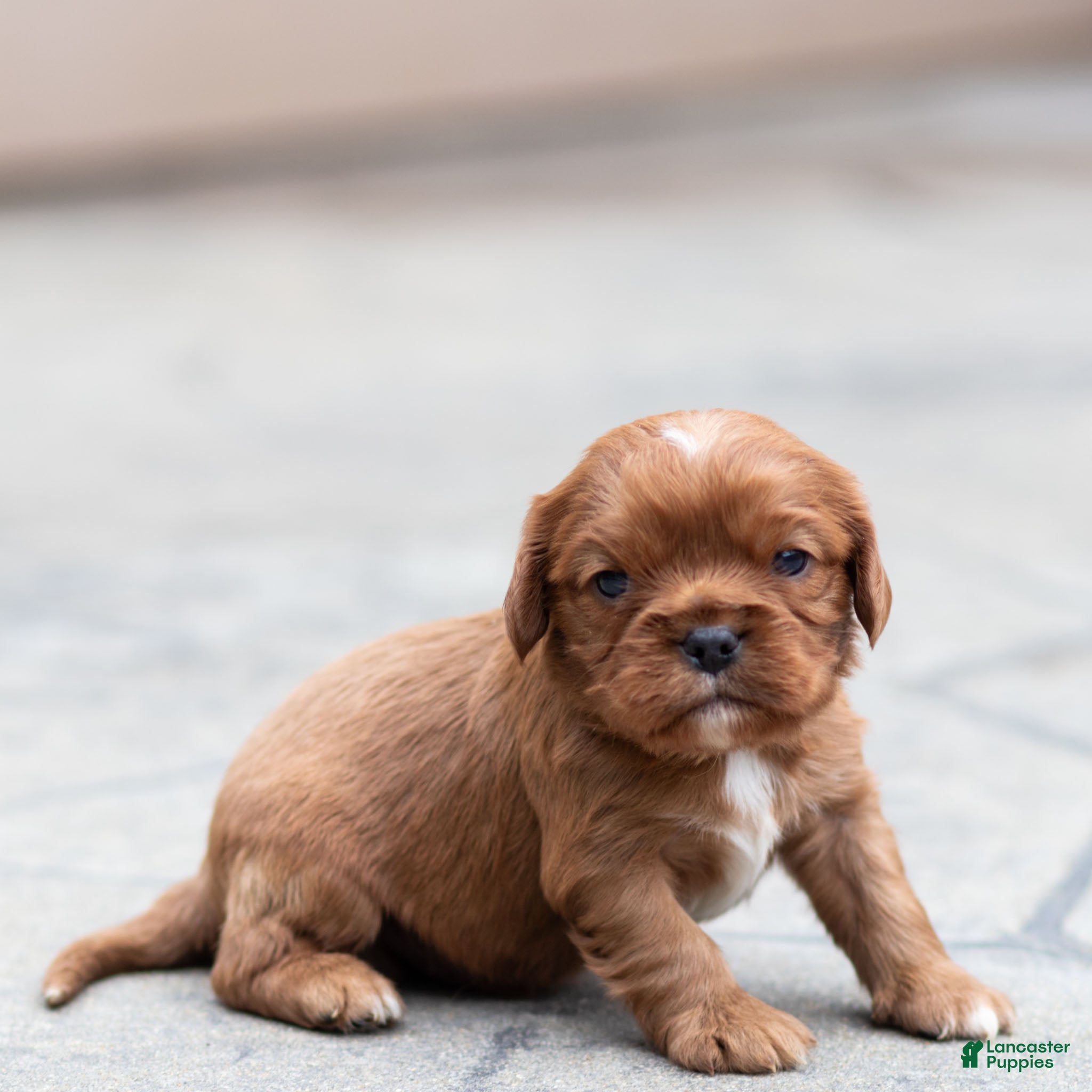 Cavalier King Charles Spaniel dogs Pepper Cavalier King Charles Spaniel Puppy  - Ad 2
