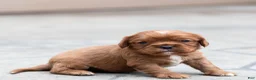 Cavalier King Charles Spaniel dogs for sale: Pepper Cavalier King Charles Spaniel Puppy  - Ad 2