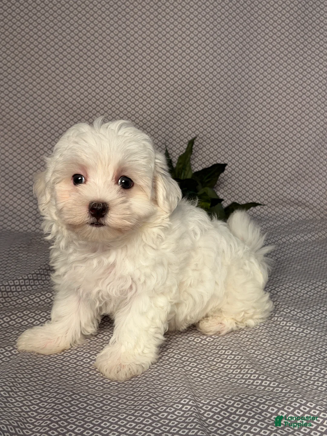 Maltese dogs for sale: Cody - Ad 2