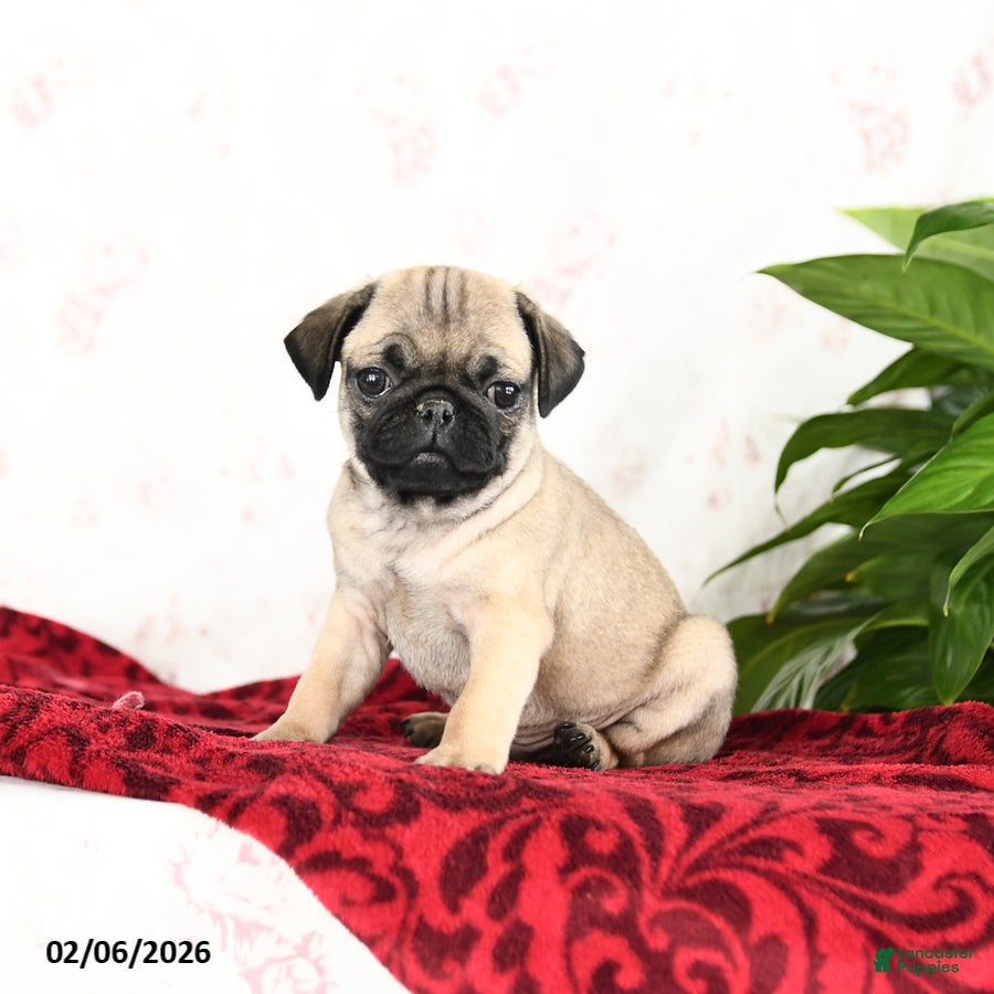 Pug dogs Toby - Ad 14