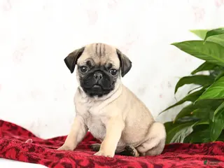 Pug dogs Toby - Ad 14