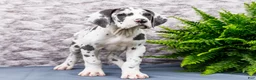 Great Dane dogs for sale: Keziah - Ad 5