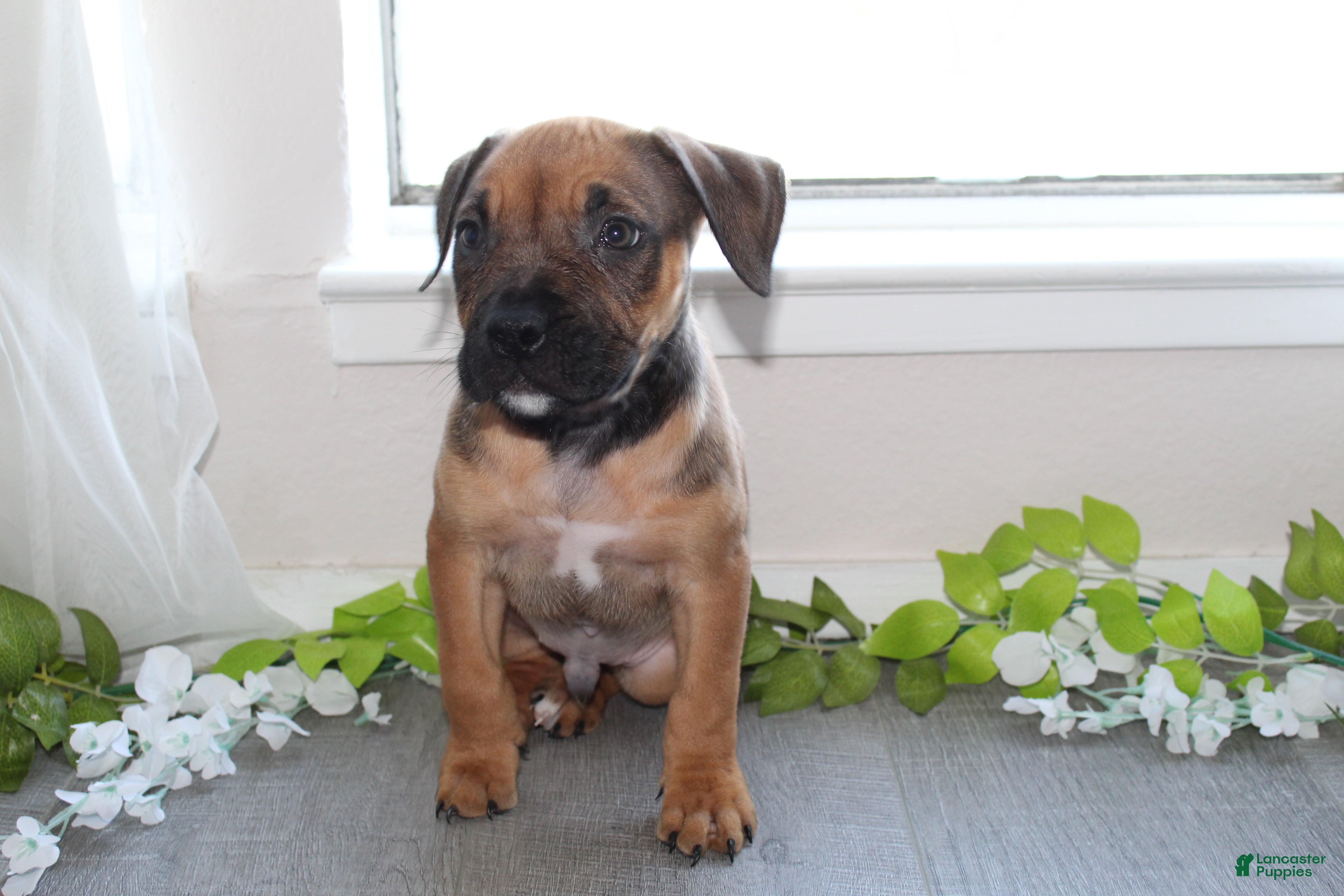 American Bully dogs American Bully 1 - Ad 27