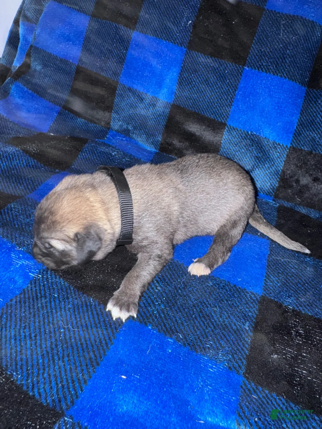 Mixed Breed dogs for sale: Anatolian/ Kangal- Black - Ad 2