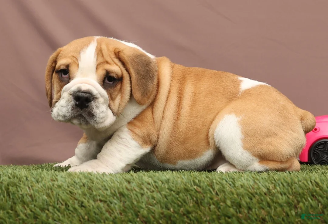 Beabull dogs for sale: Ryder - Ad 5