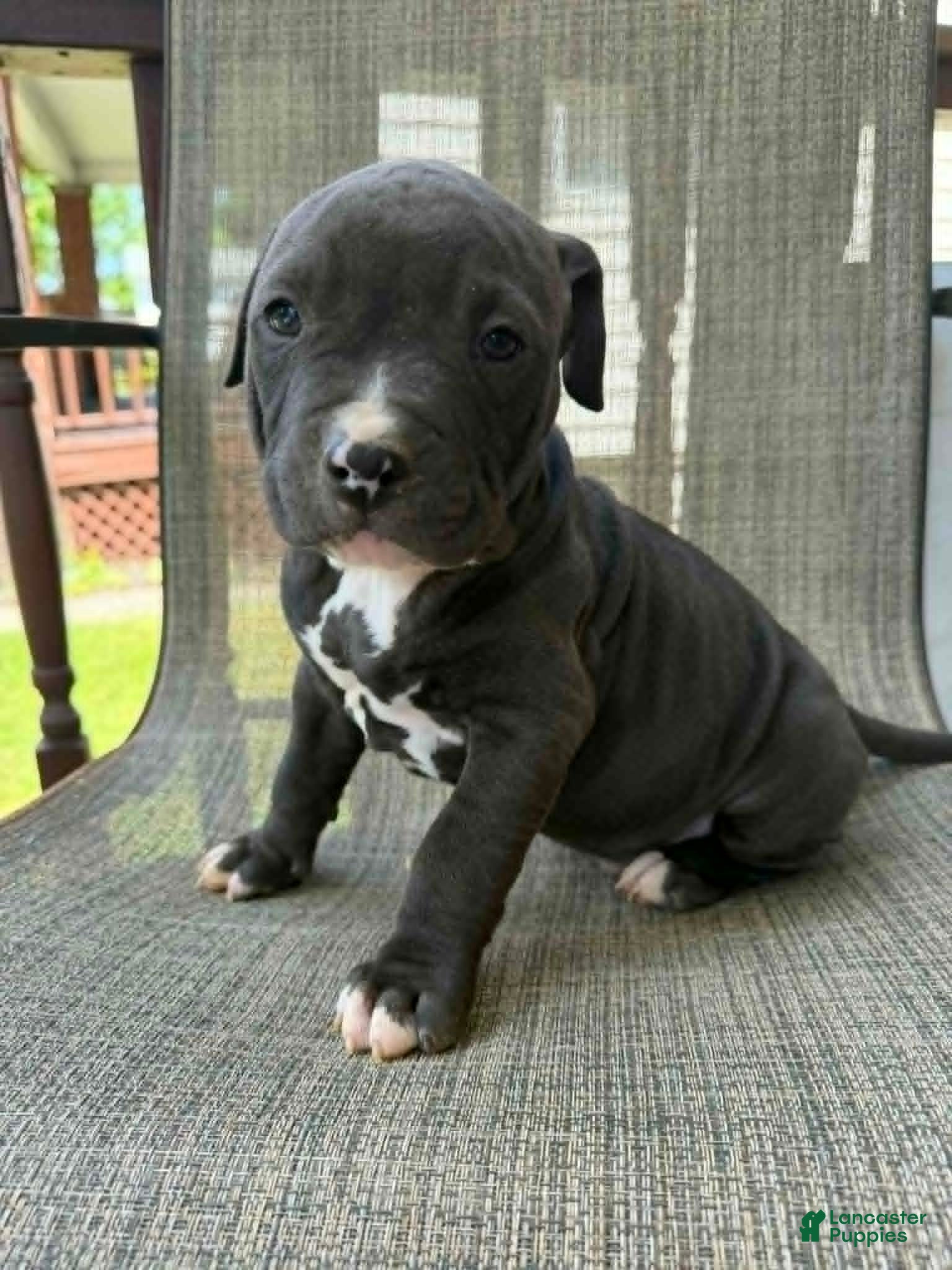 American Bully dogs for sale: Onyx - Ad 1