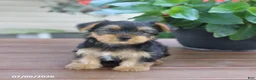 Yorkshire Terrier dogs for sale: Teddy - Ad 4