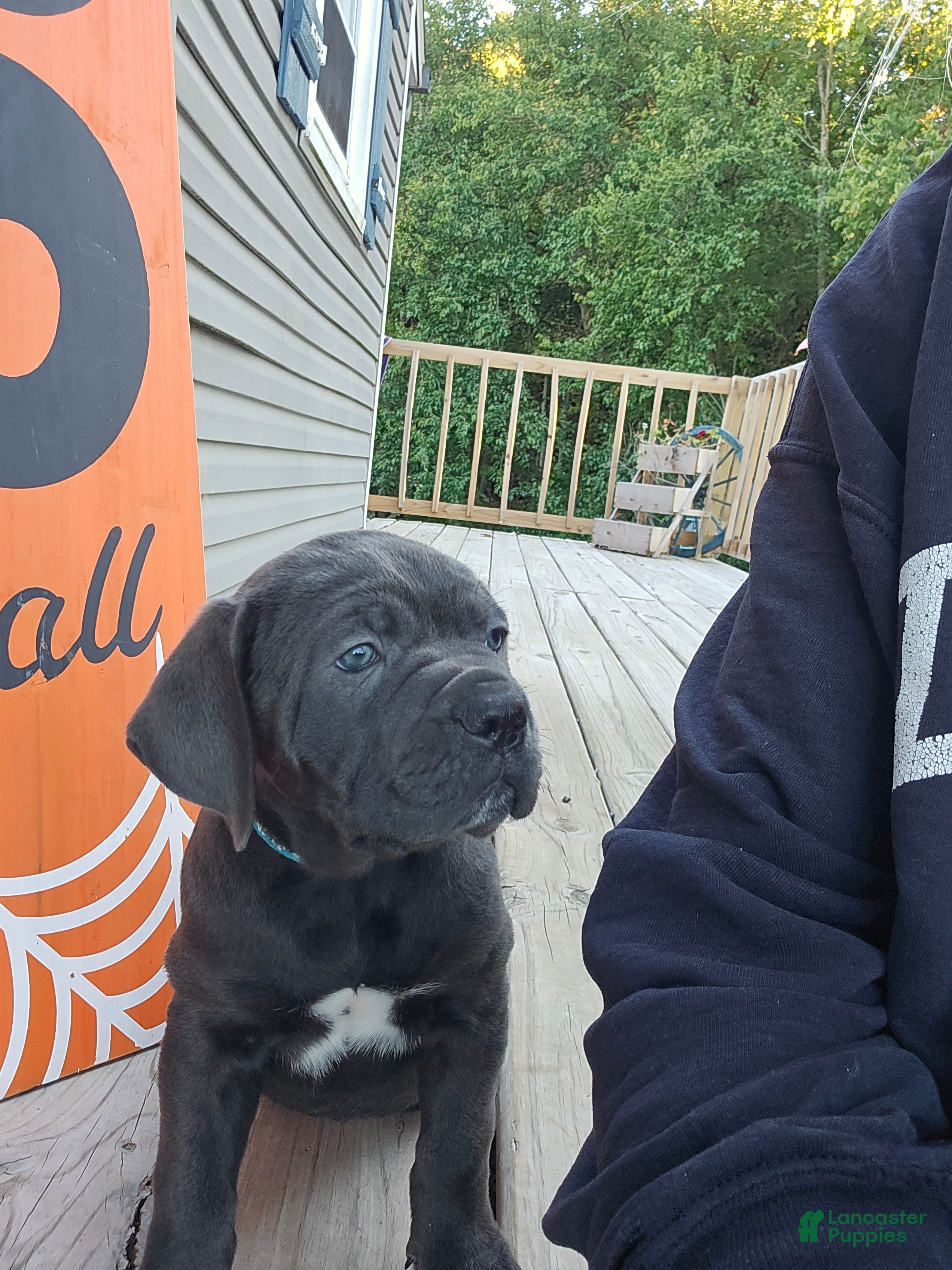 Cane Corso dogs for sale: Cane Corso 2 - Ad 30