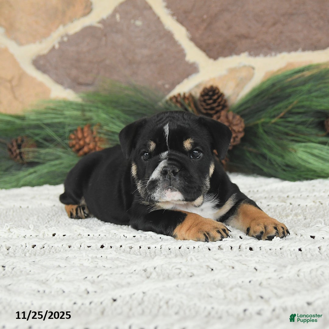 English Bulldog dogs for sale: Mocha Latte - Ad 2