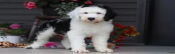 Sheepadoodle dogs for sale: Bentley - Ad 4