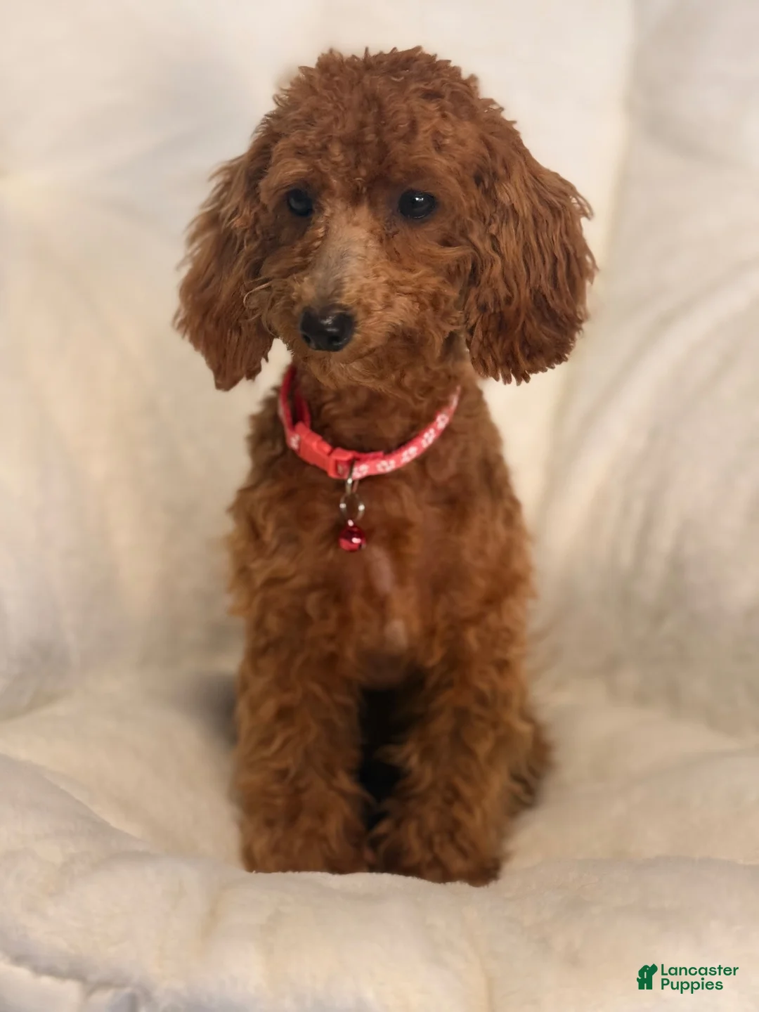 Toy Poodle dogs for sale: Toy Poodle 1 - Ad 2