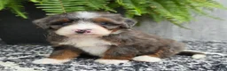 Mini Bernedoodle dogs for sale: Mini Gracie - Ad 5