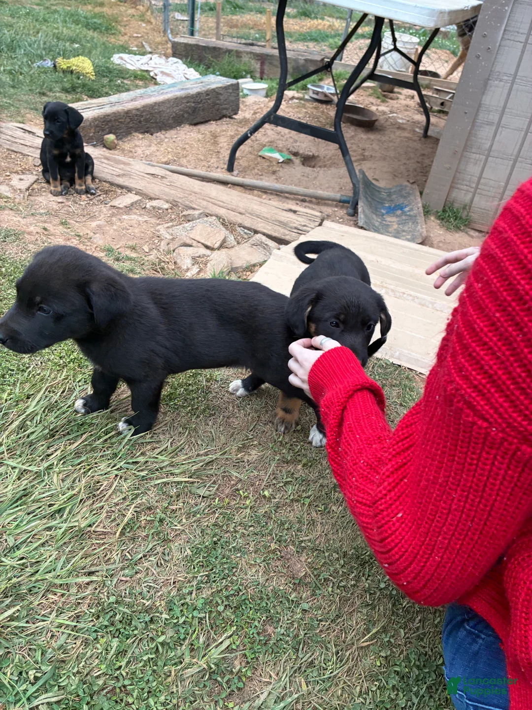 Mixed Breed dogs for sale: Mixed Breed Puppy 5 - Ad 1