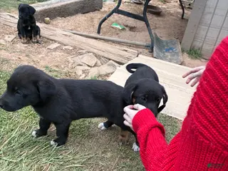 Mixed Breed dogs Mixed Breed Puppy 5 - Ad 42