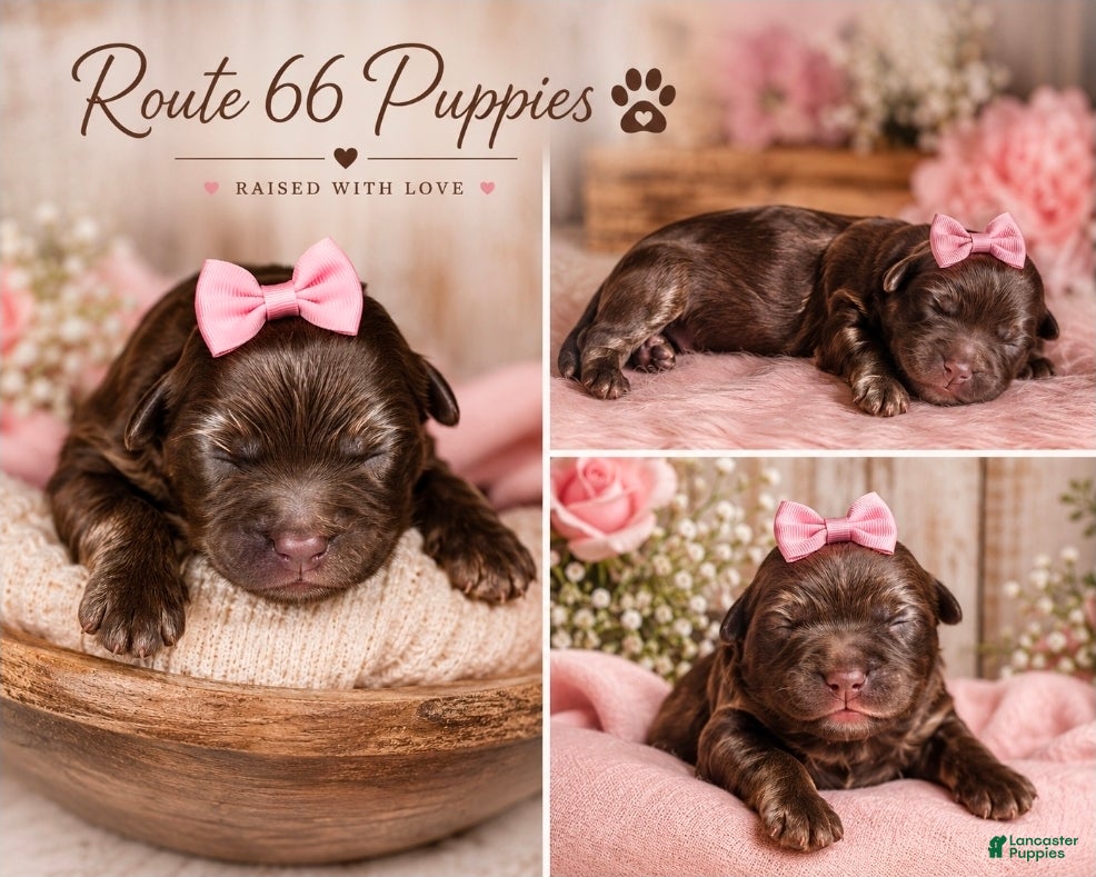Shihpoo dogs Shihpoo 5 - Ad 1