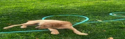 Mixed Breed dogs for sale: Golden Doodle - Ad 5