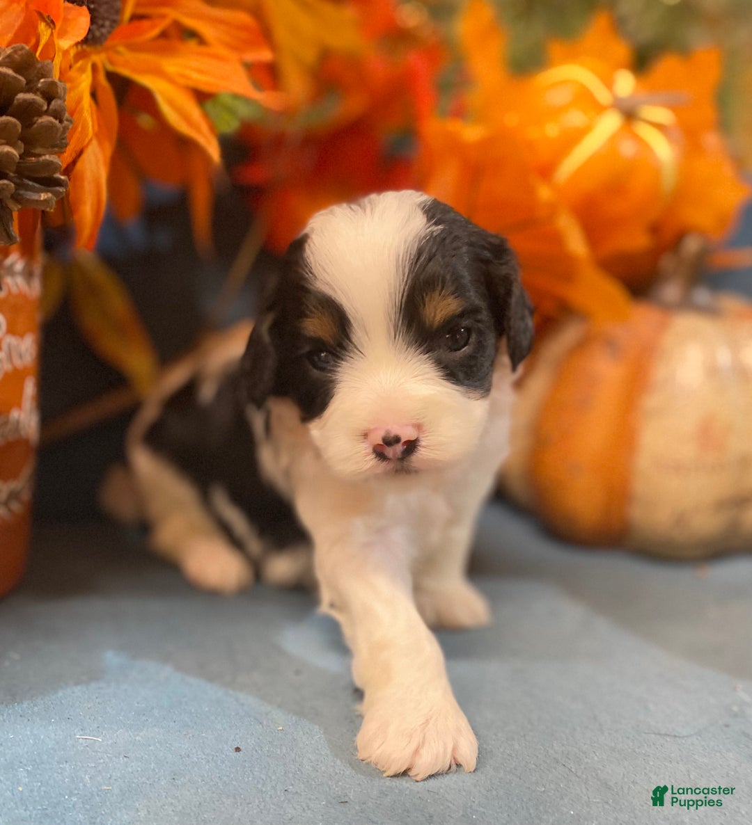 Cavapoo dogs for sale: Cavapoo Puppy 1 - Ad 13