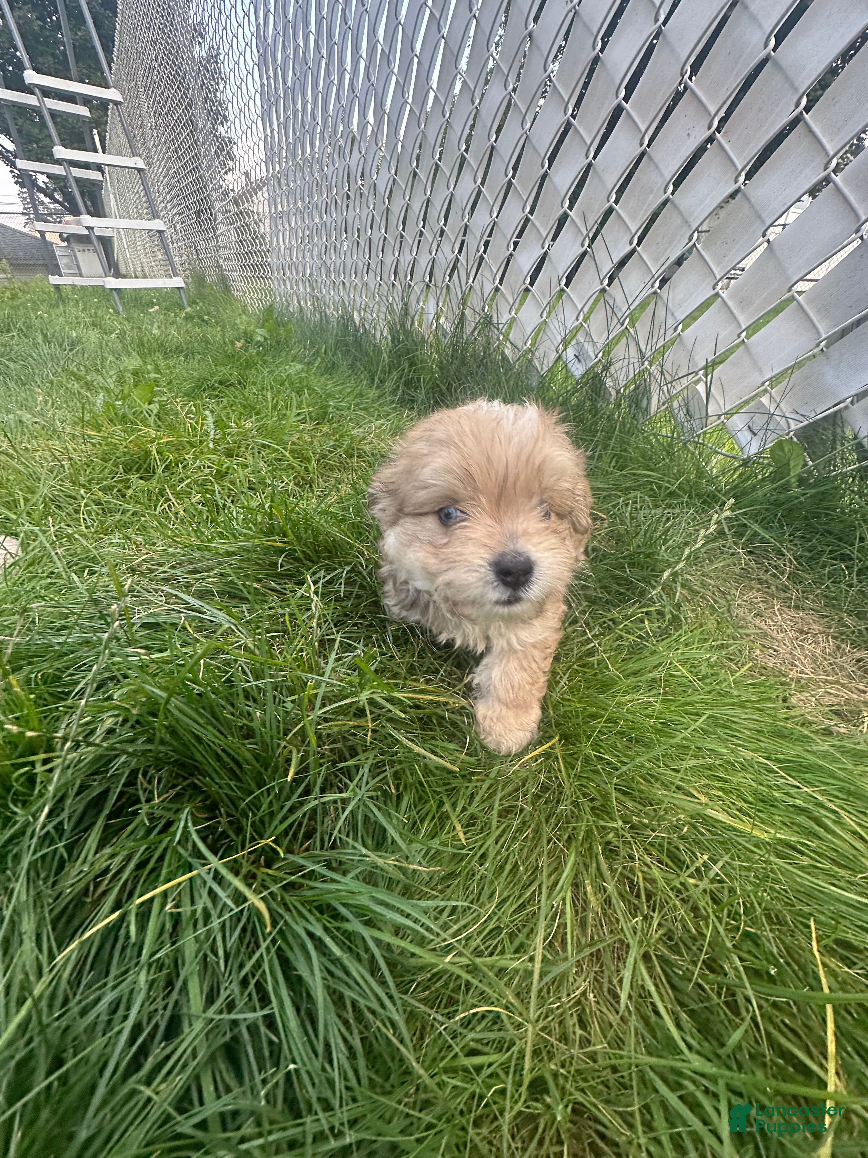 Mixed Breed dogs Mixed Breed 2 - Ad 19