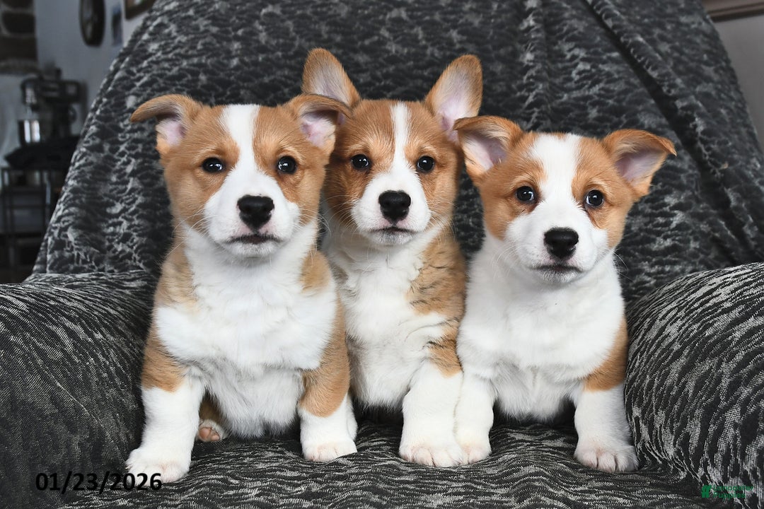 Welsh Corgi Pembroke dogs for sale: Rusty - Ad 5