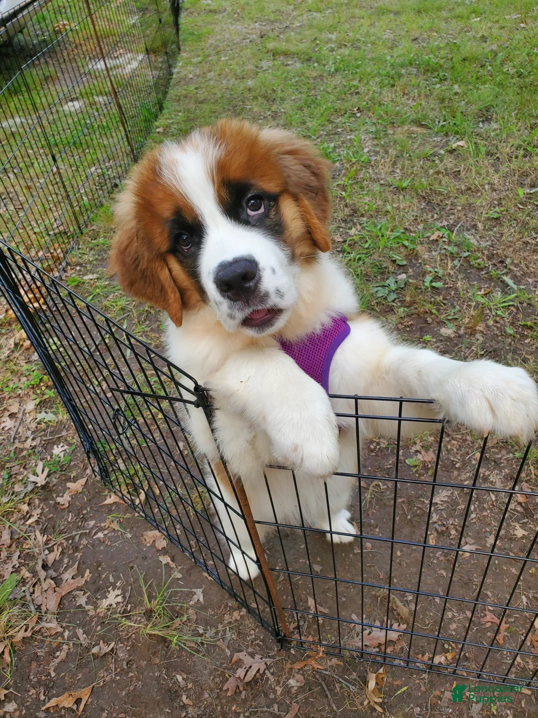 Mixed Breed dogs for sale: Zues - Ad 48