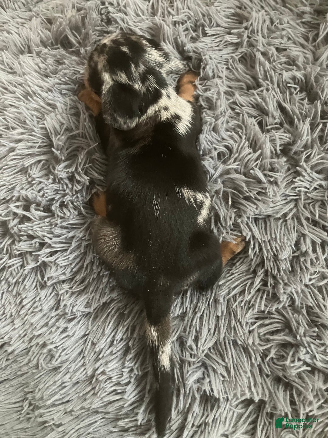 Miniature Dachshund dogs for sale: AKC Julianna - Ad 6