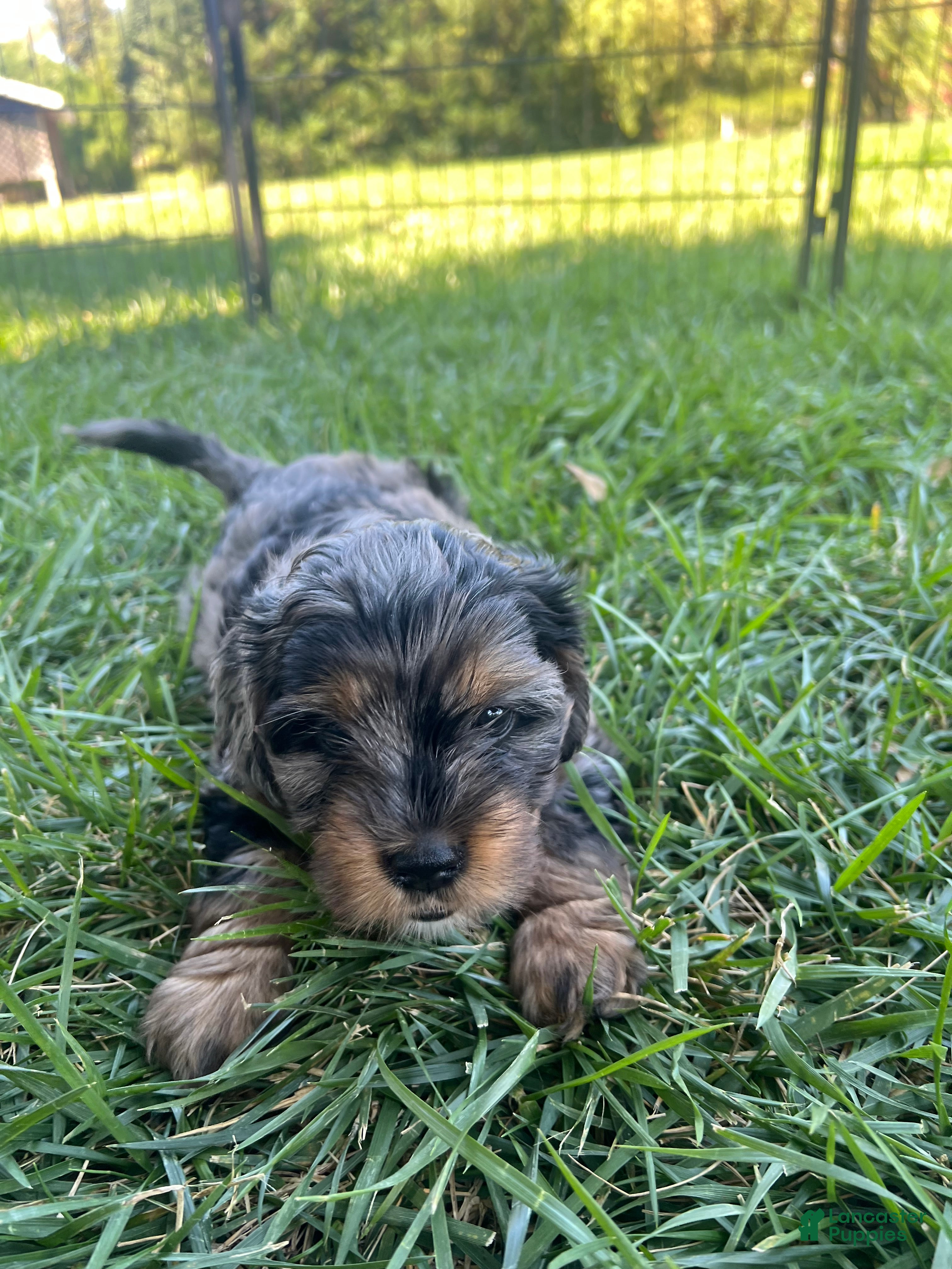 Mixed Breed dogs Red Munchkin Bernedoodle - Ad 2