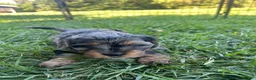 Mixed Breed dogs for sale: Red Munchkin Bernedoodle - Ad 2