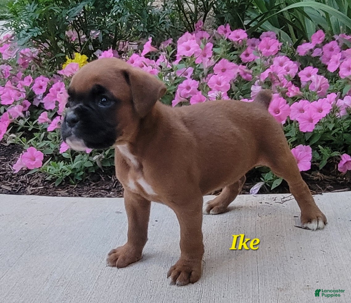 Boxer dogs Ike - Ad 1