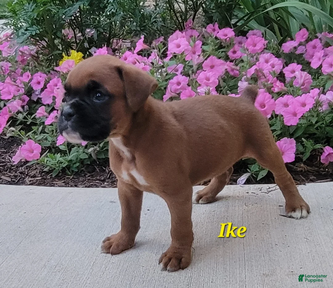 Boxer dogs for sale: Ike - Ad 1
