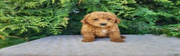 Mini Bernedoodle dogs for sale: Blake - Ad 7